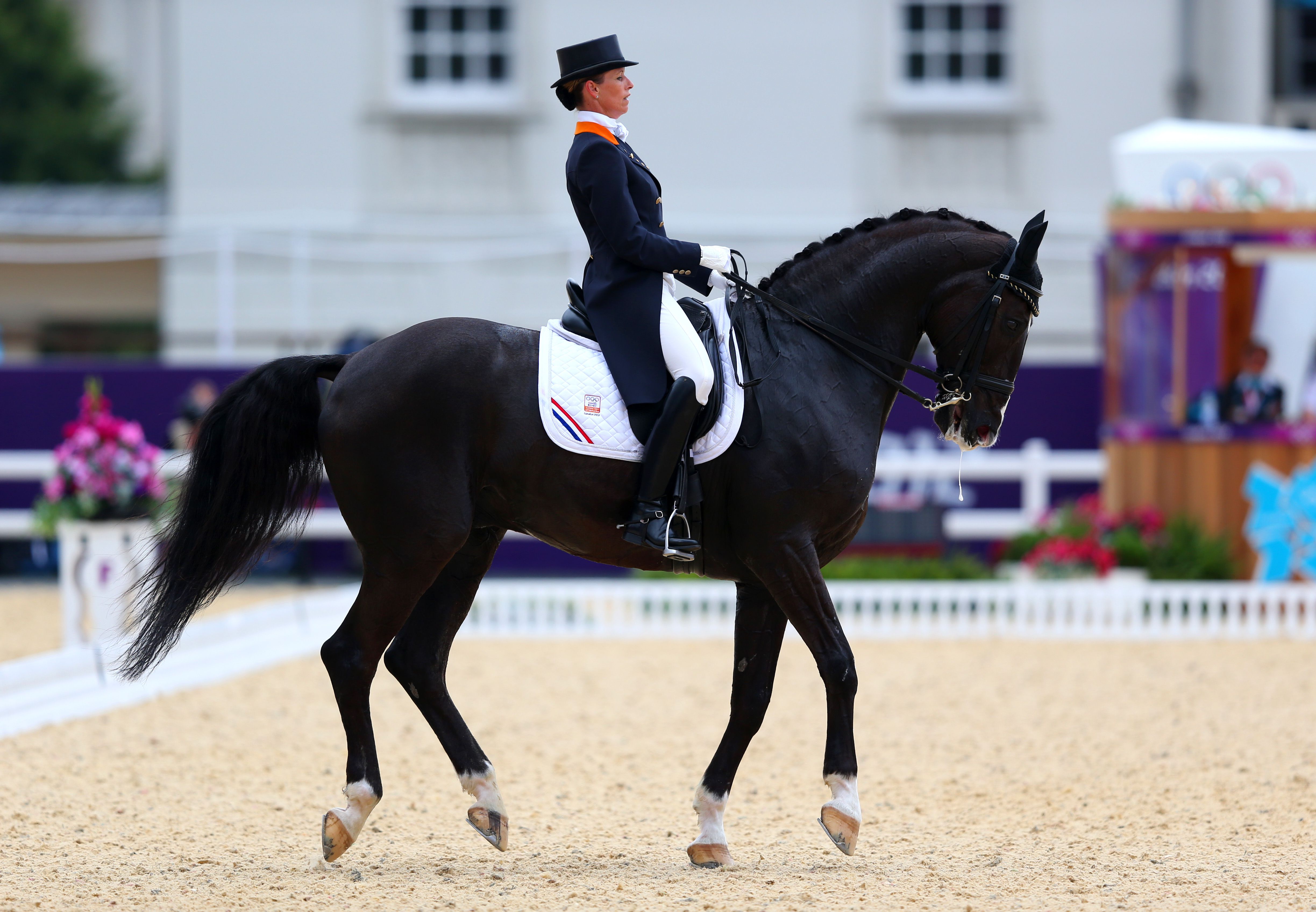 Olympic Equestrian Rules, Judging, and Officials