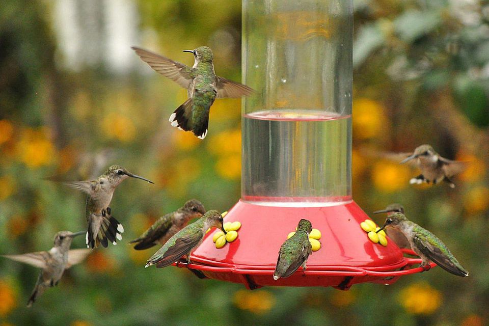 How To Get More Hummingbirds To Your Feeders