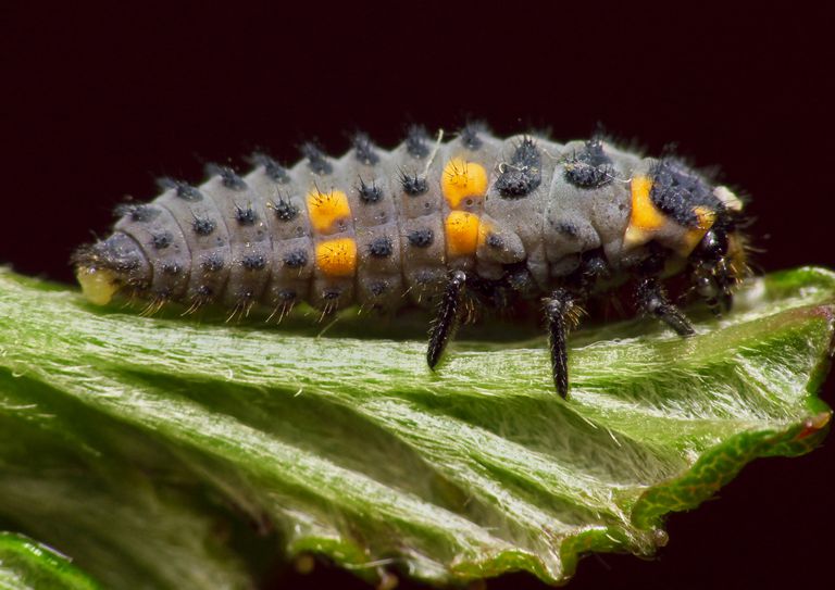 the-4-stages-of-the-ladybug-life-cycle