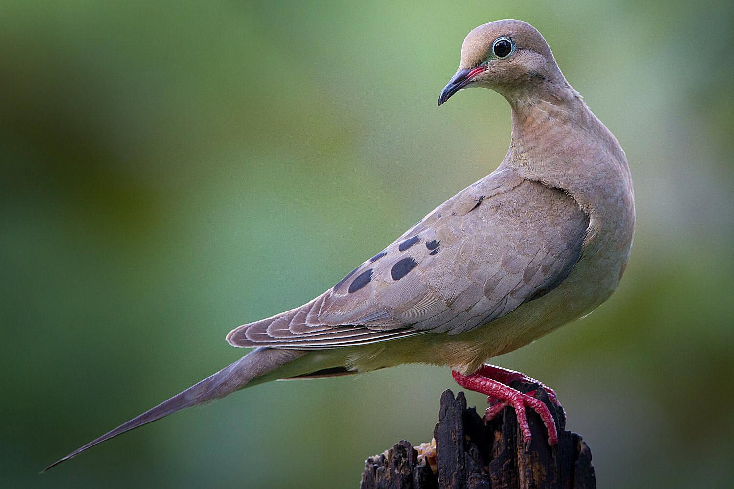 mourning dove 58a6daf65f9b58a3c9161352