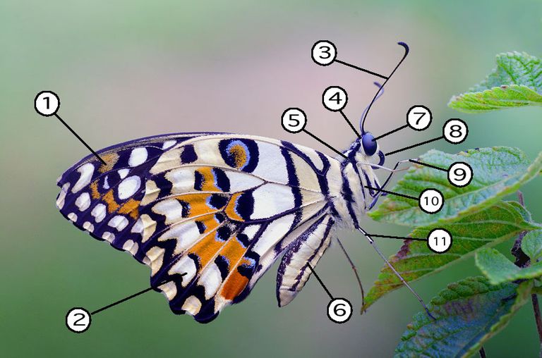 the-parts-of-a-butterfly-a-diagram