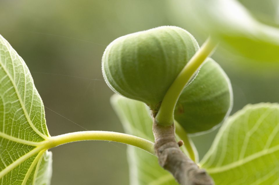 Guide to Figs - Buying, Storing, Serving, Growing