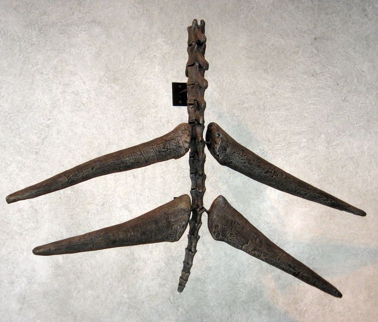 stegosaurus spikes