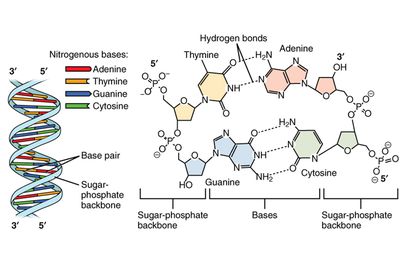 10 Facts About Ribonucleic Acid (RNA)