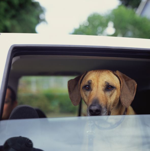 dog in car