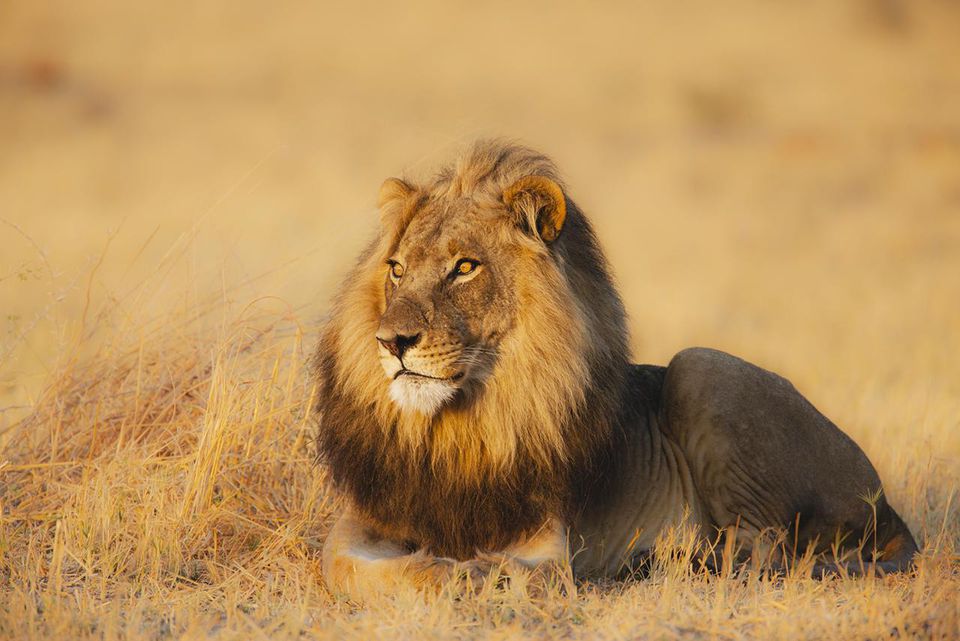 african lion safari all animals