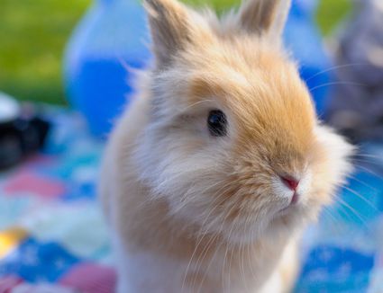 How To Prevent And Treat Rabbit Ileus Gi Stasis