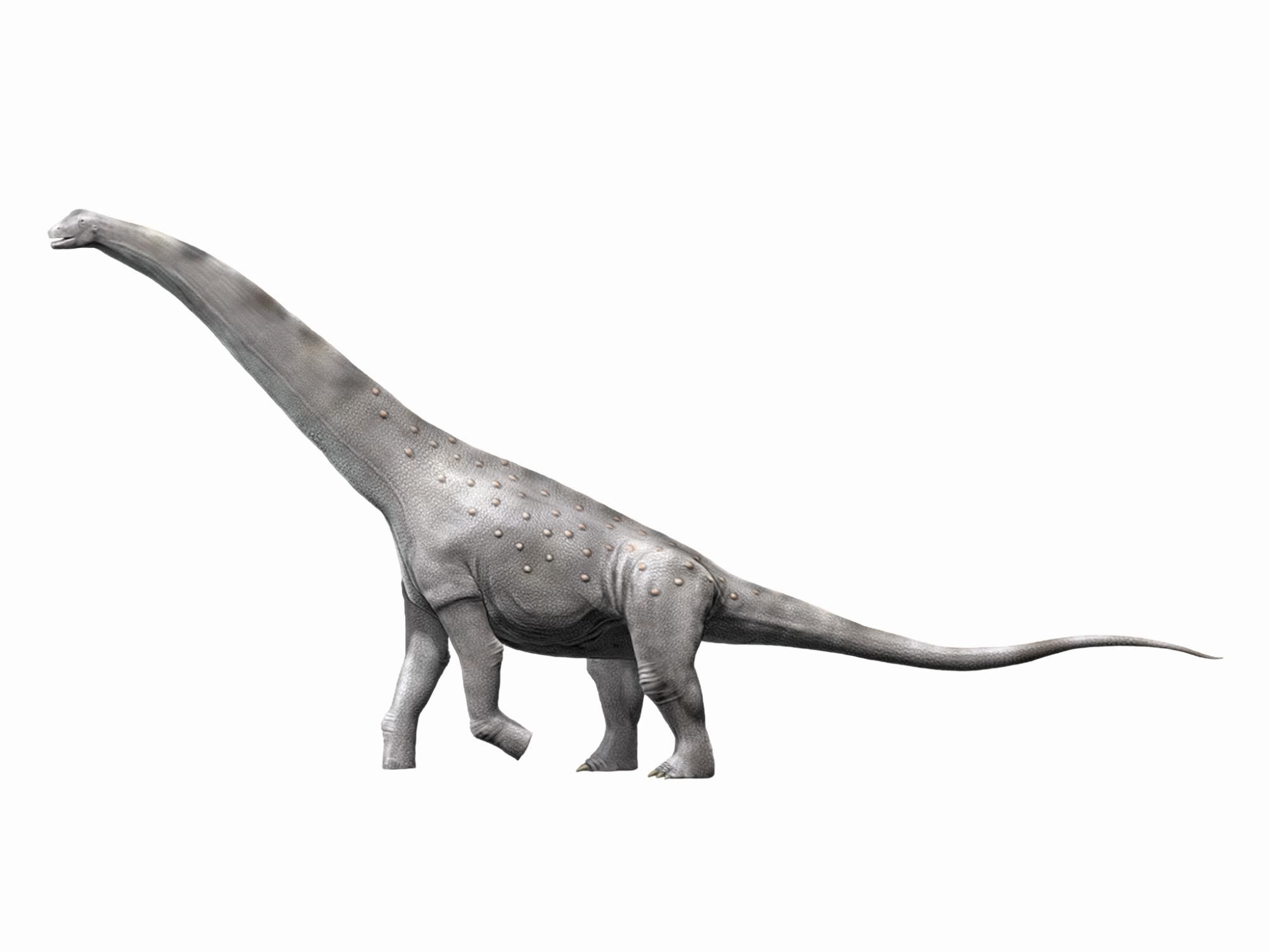 alamosaurus