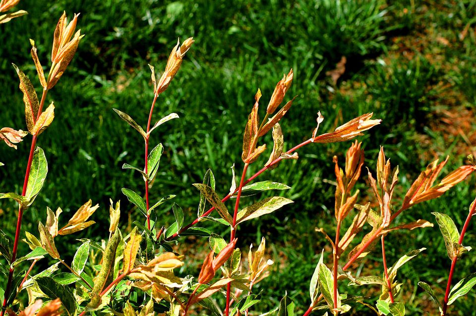 flamingo plant leaf