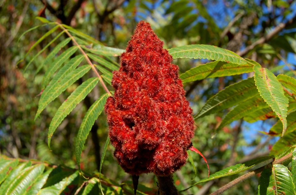 Pictures of Poison Sumac for Identification