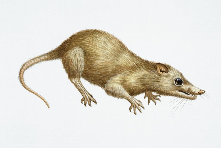 the-evolution-of-the-first-mammals