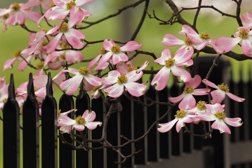 Meet 12 Species of Dogwood Trees: Cornus Genus