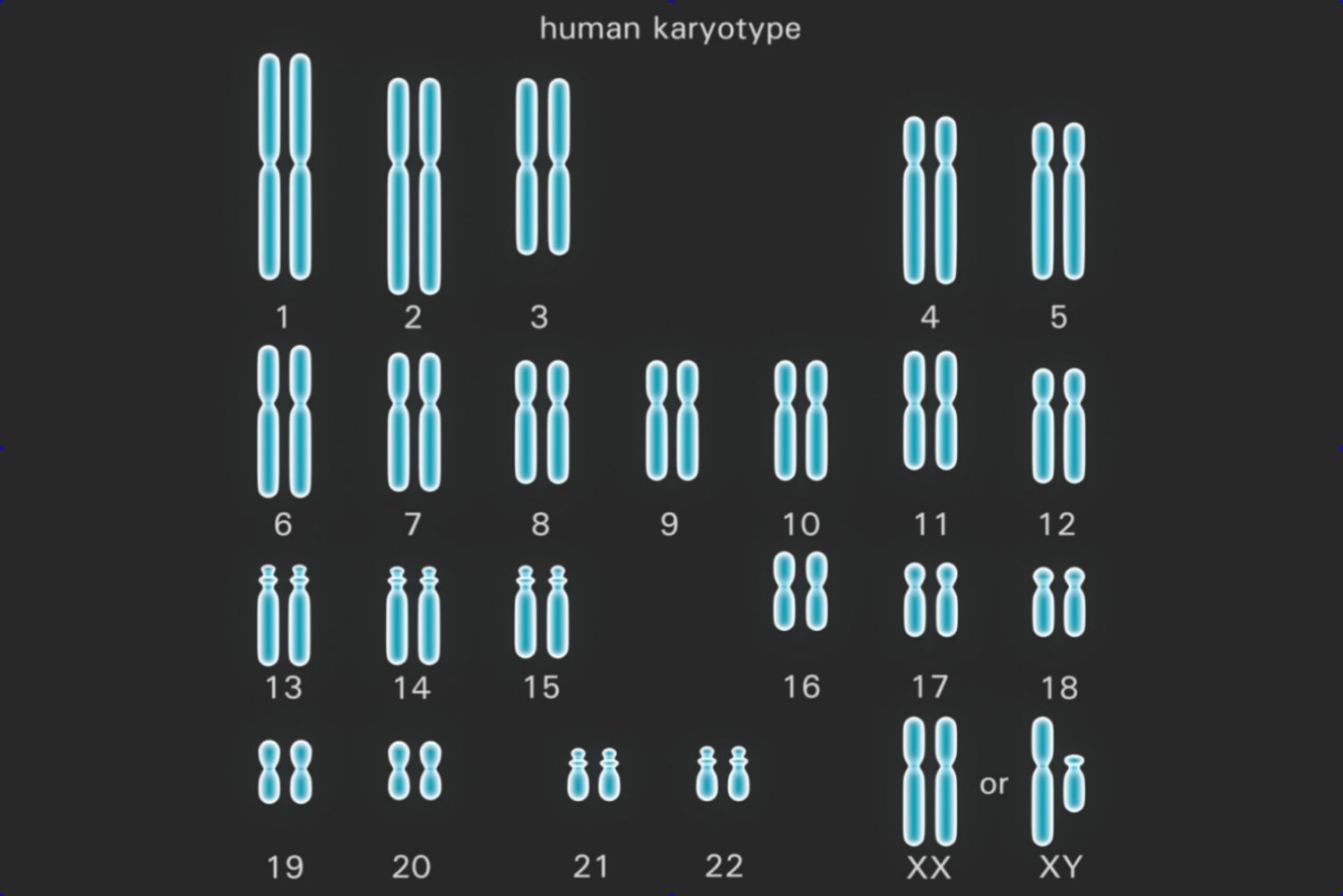 diploid-cell-definition-and-example