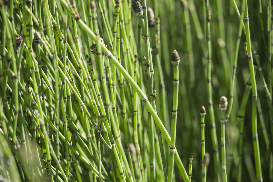 Horsetail Plant Aggressive Weed, WaterGarden Accent