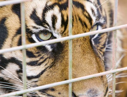 Laws on Exotic Pets for Each U.S. State