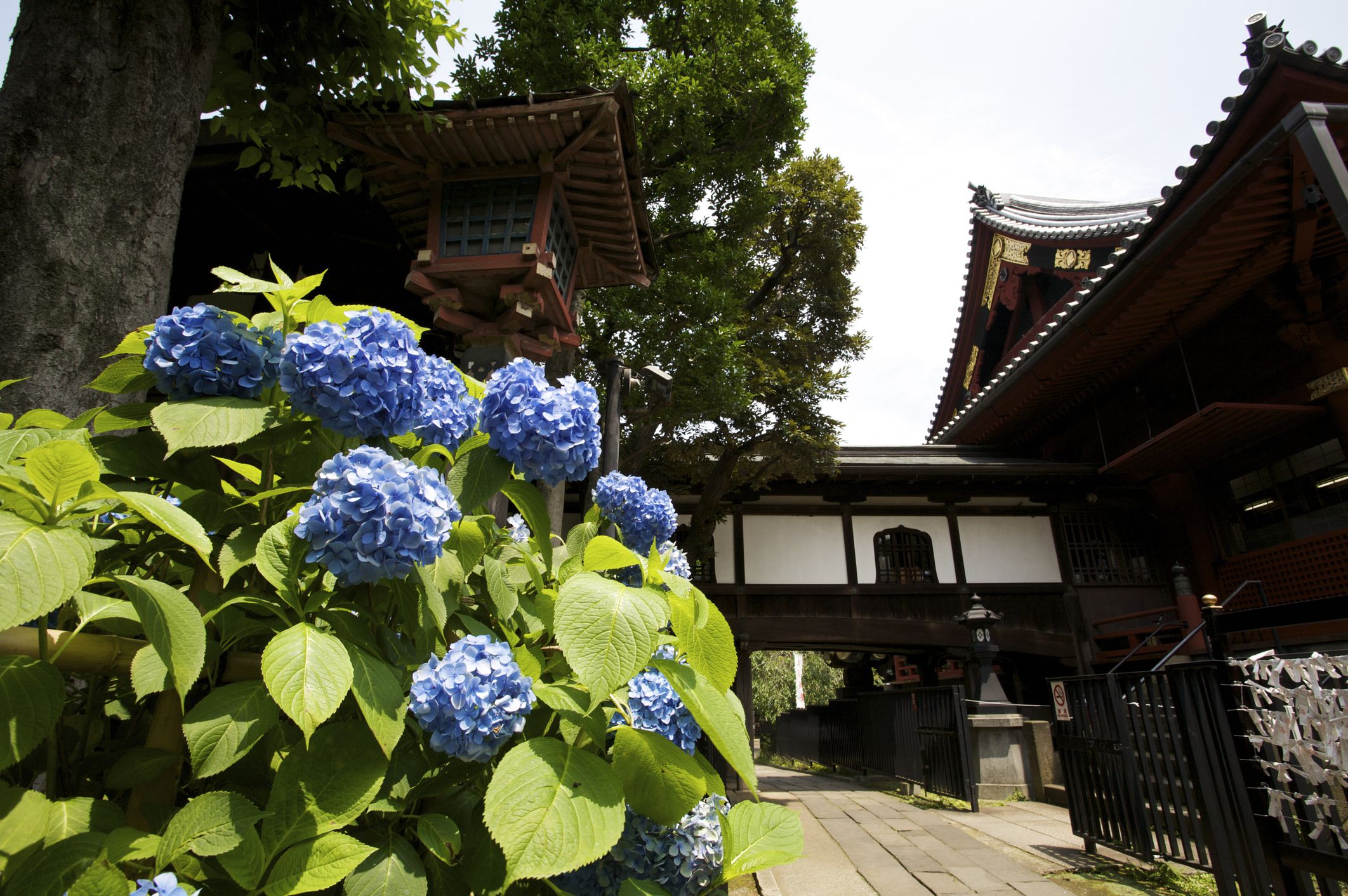 the-rainy-season-in-japan-what-to-expect