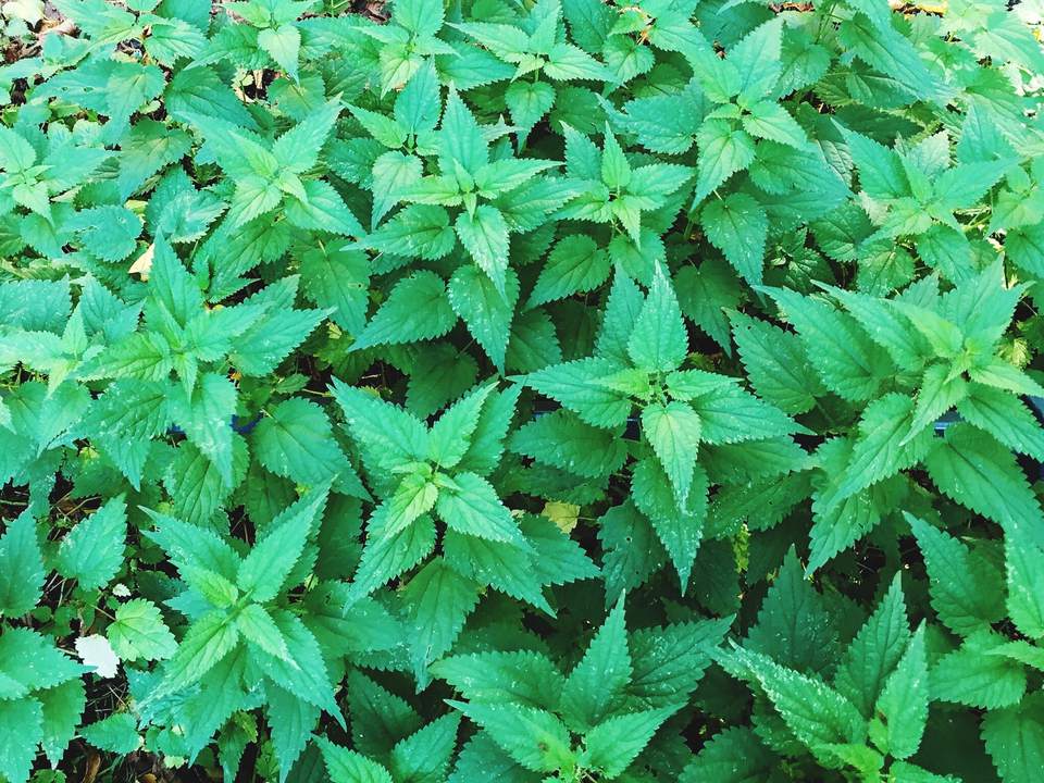 Plants That Can Cause Skin Irritations