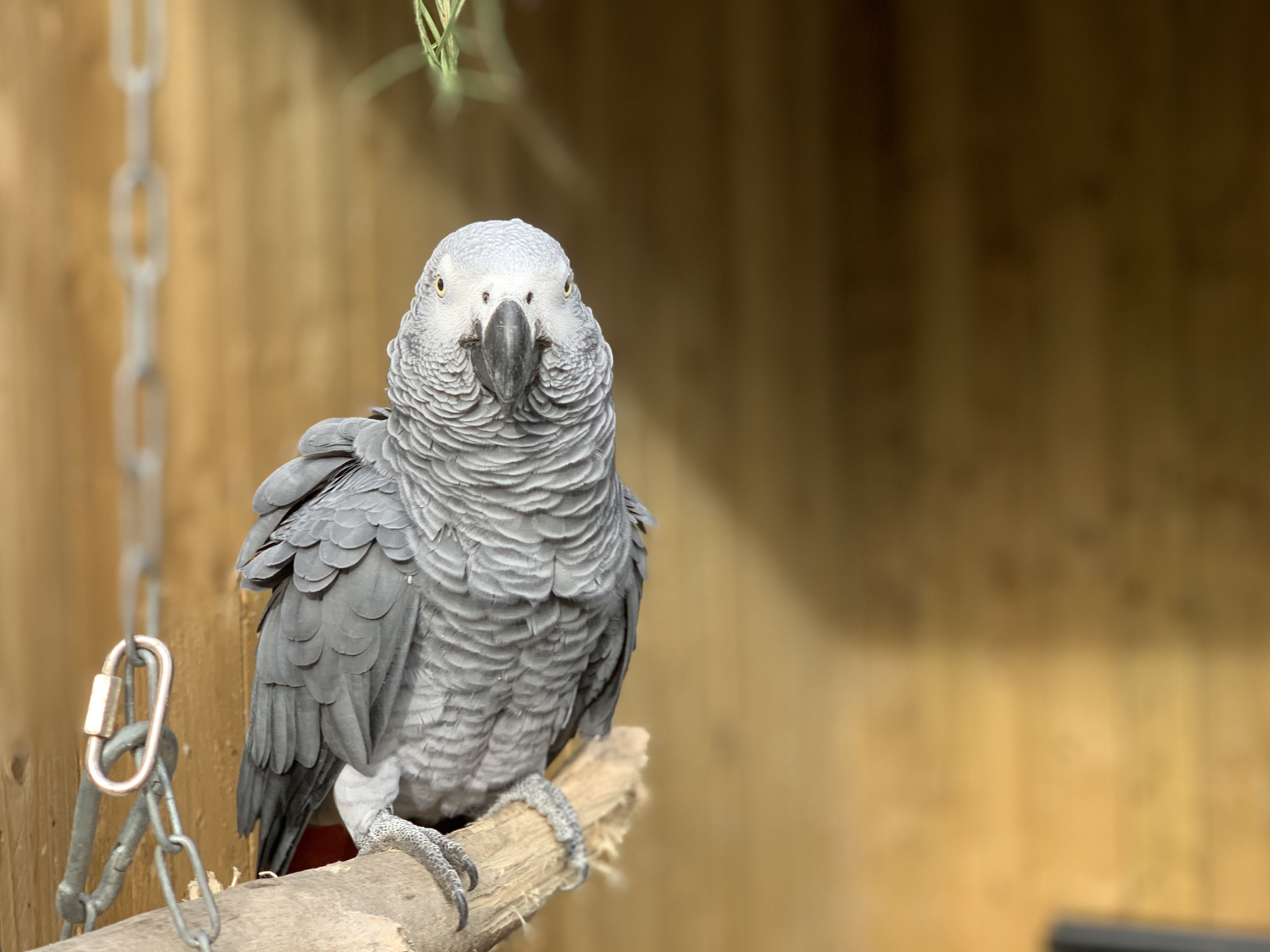 Swearing Parrots Removed From View at Wildlife Park
