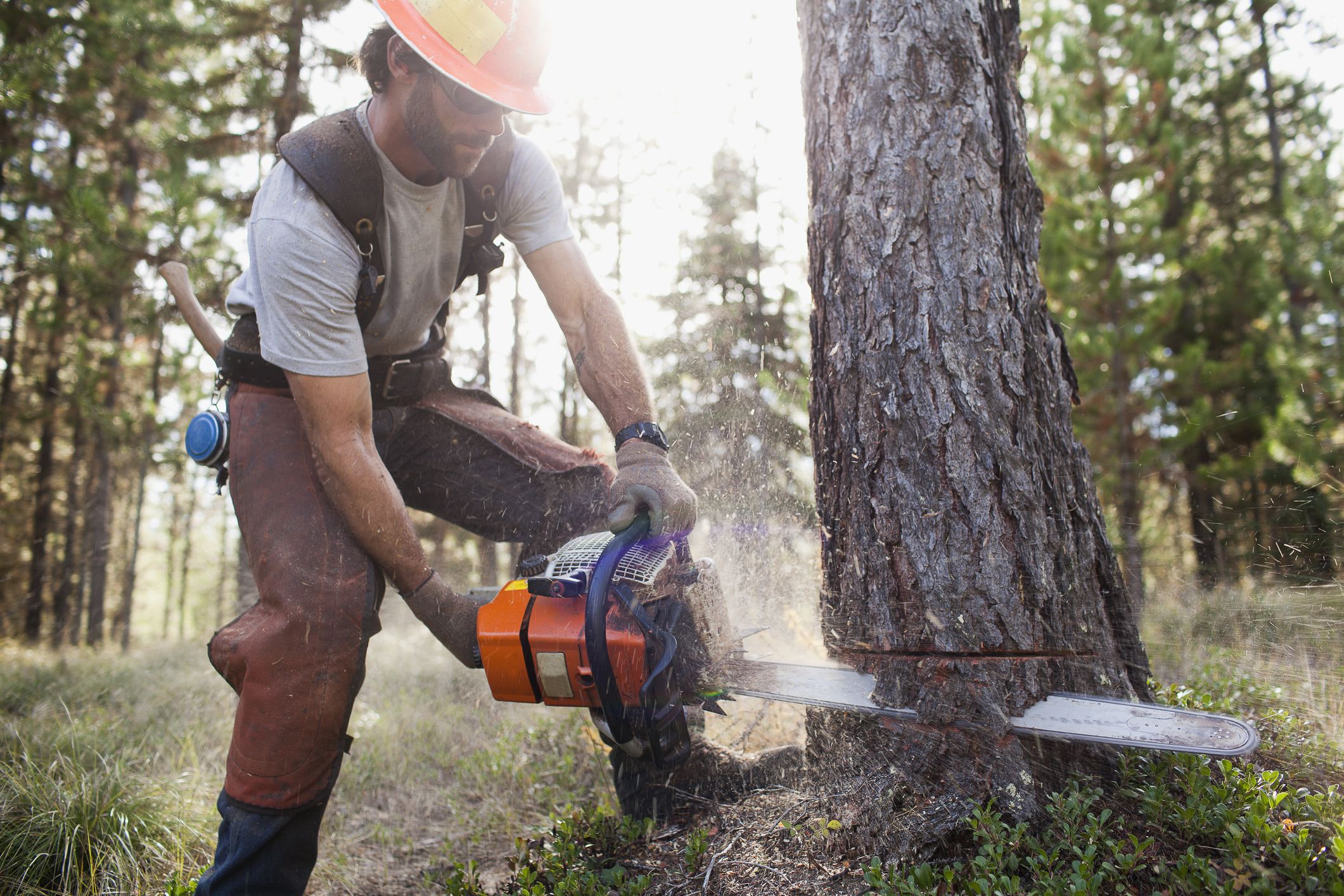 What Is The Job Of Cutting Down Trees Called