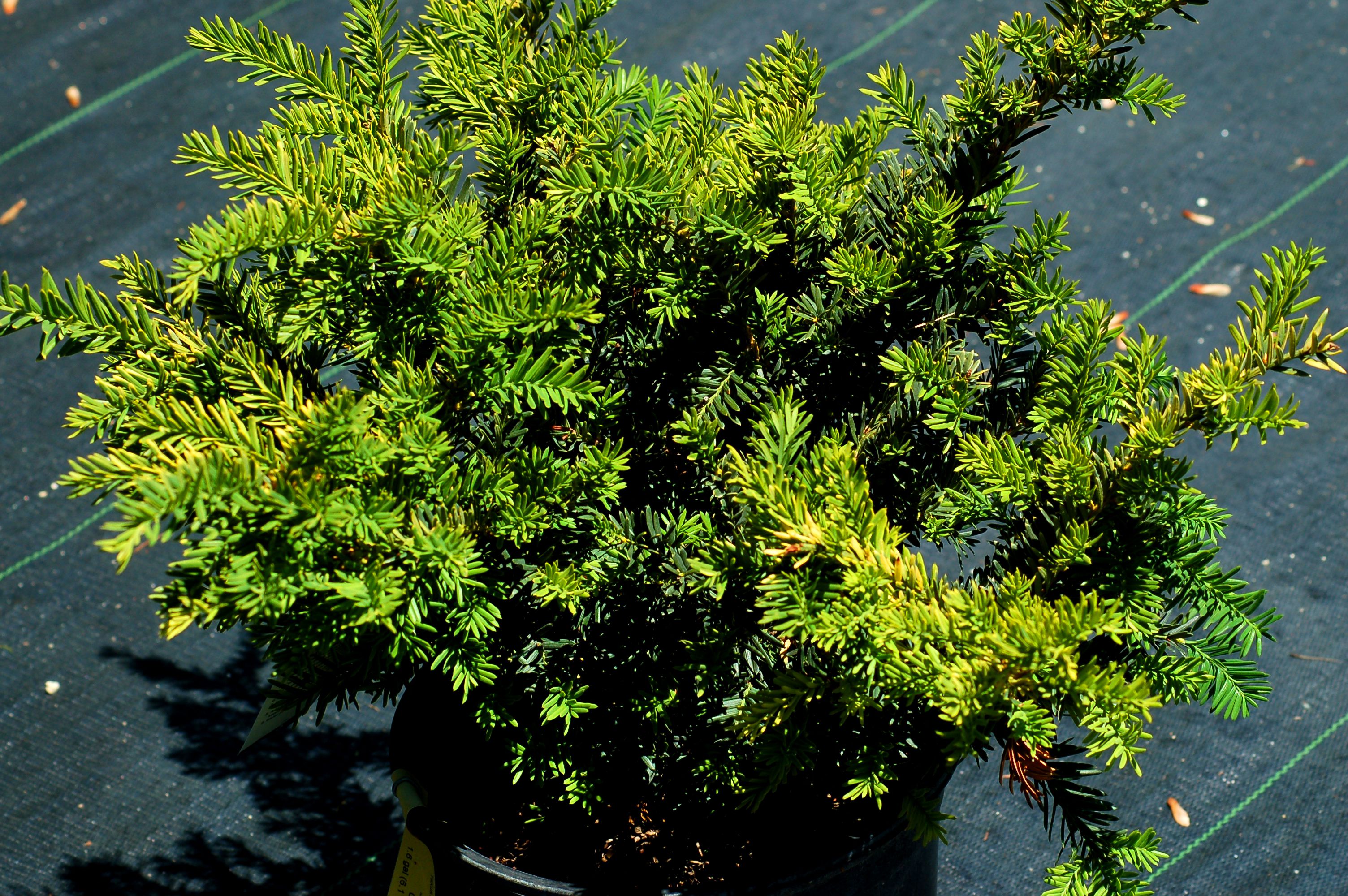 When to Prune Evergreen Shrubs: Timing Differs by Type