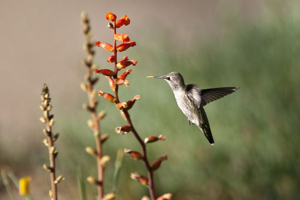 Photo Gallery of Birds Seen in the Phoenix, AZ Area