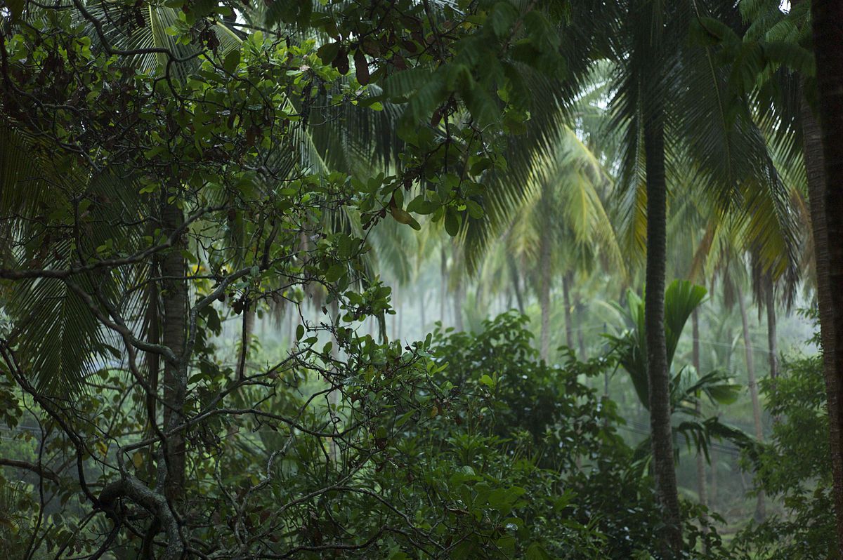 the-tropical-rainforest-biome