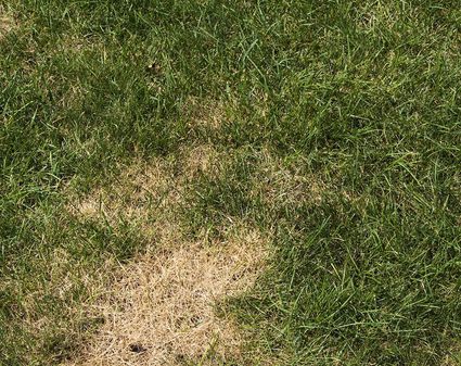 Summer Heat Stress on Your Grass