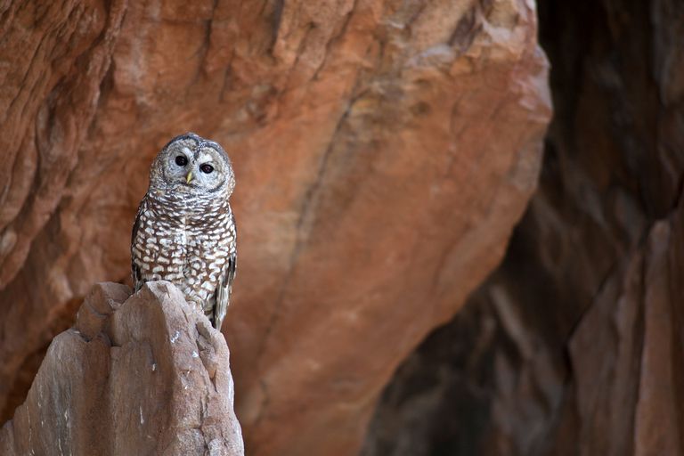 The Wildlife of Zion National Park