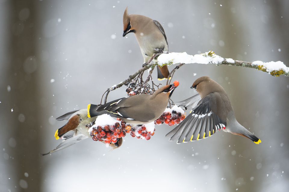 What Winter Birds Eat Good Winter Foods