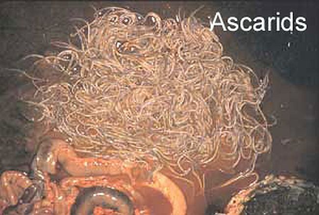 Internal Horse Parasites