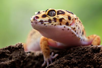 Reptile,reptiles,reptile store,reptile expo,reptile store near me,reptiles for sale,reptile gardens,reptile pets,reptile vet near me