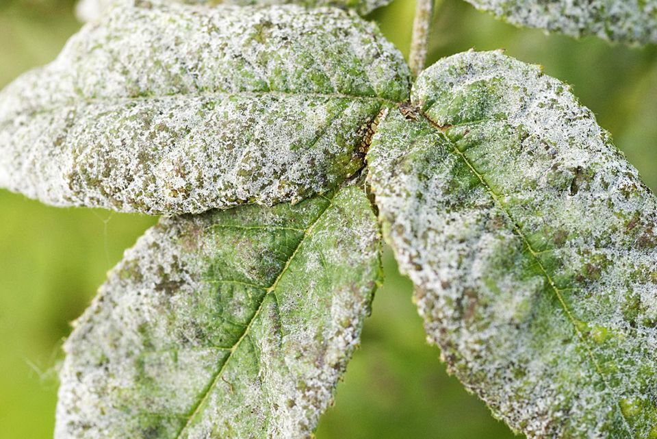 preventing-and-controlling-powdery-mildew