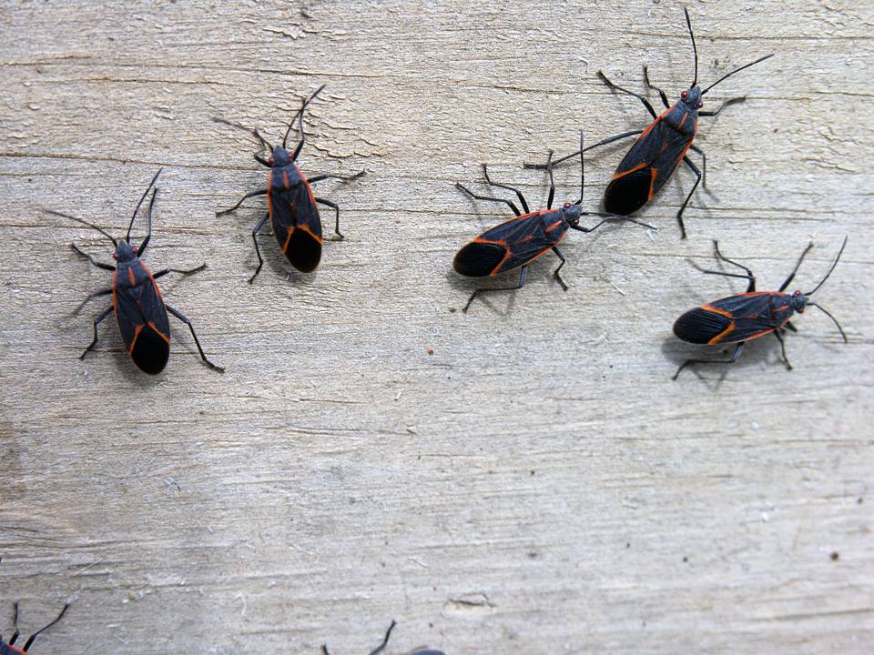 11 FAQs and Answers on Boxelder Bug Control