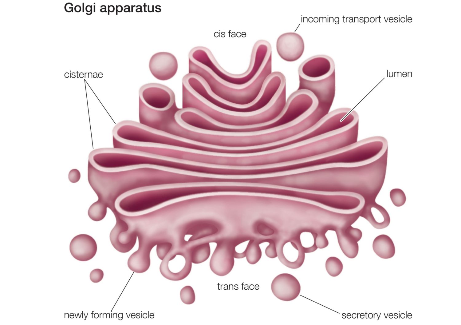 Golgi Apparatus Or Golgi Complex Functions And Definition