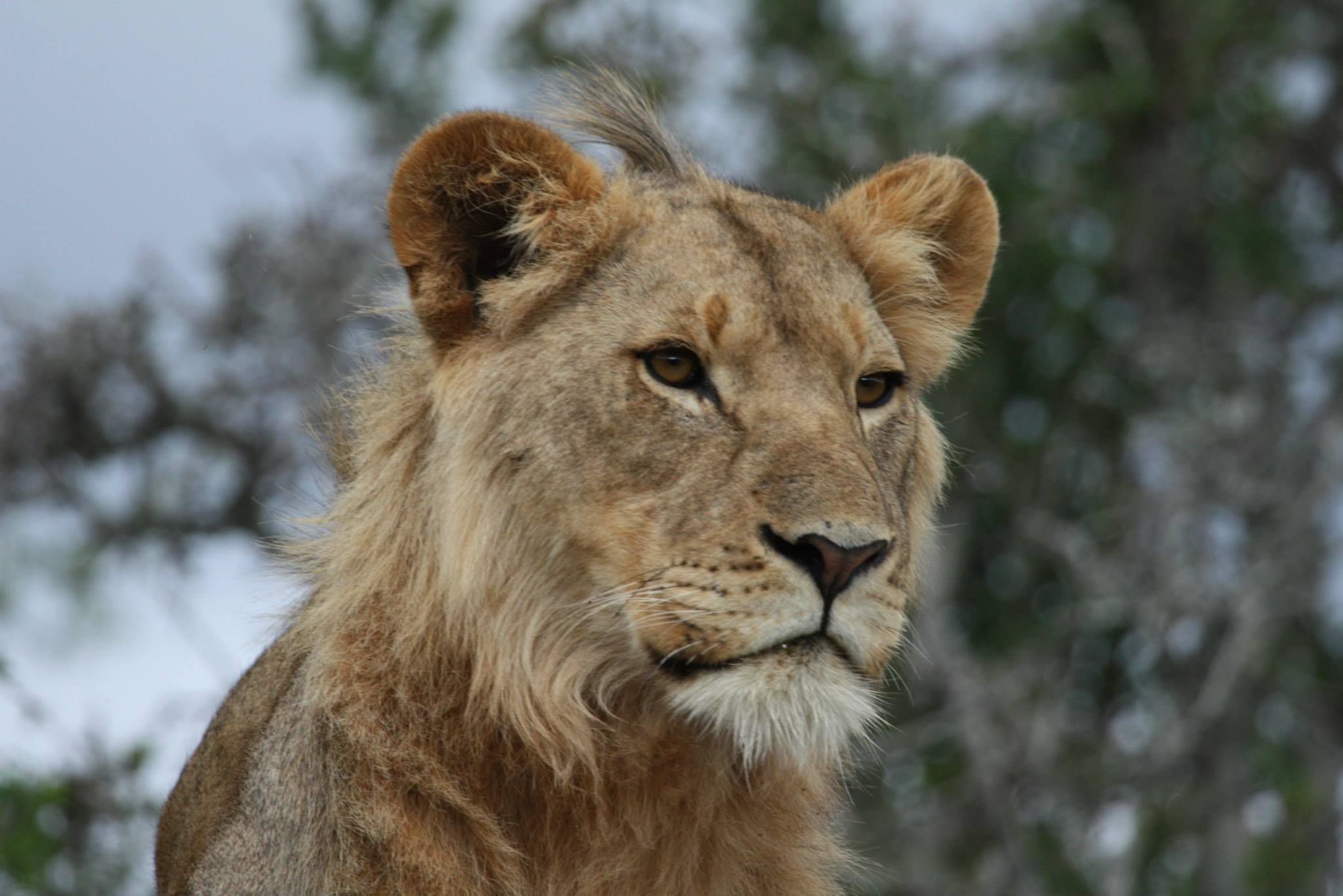 where-to-see-lions-in-africa