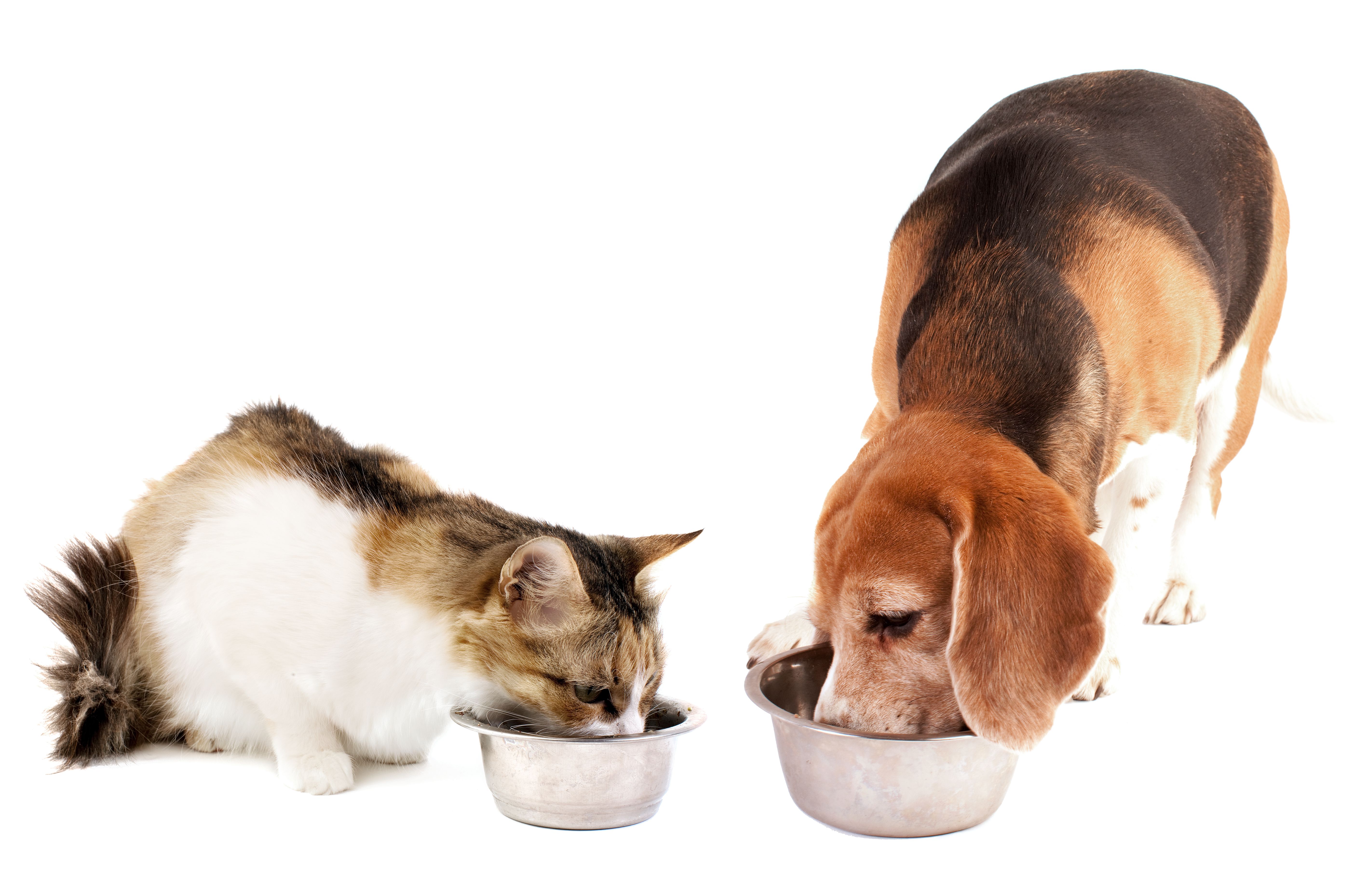 How to Get Free Cat and Dog Food