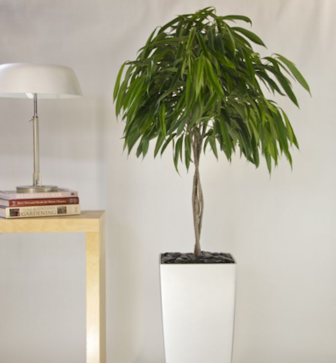 ficus ali plant