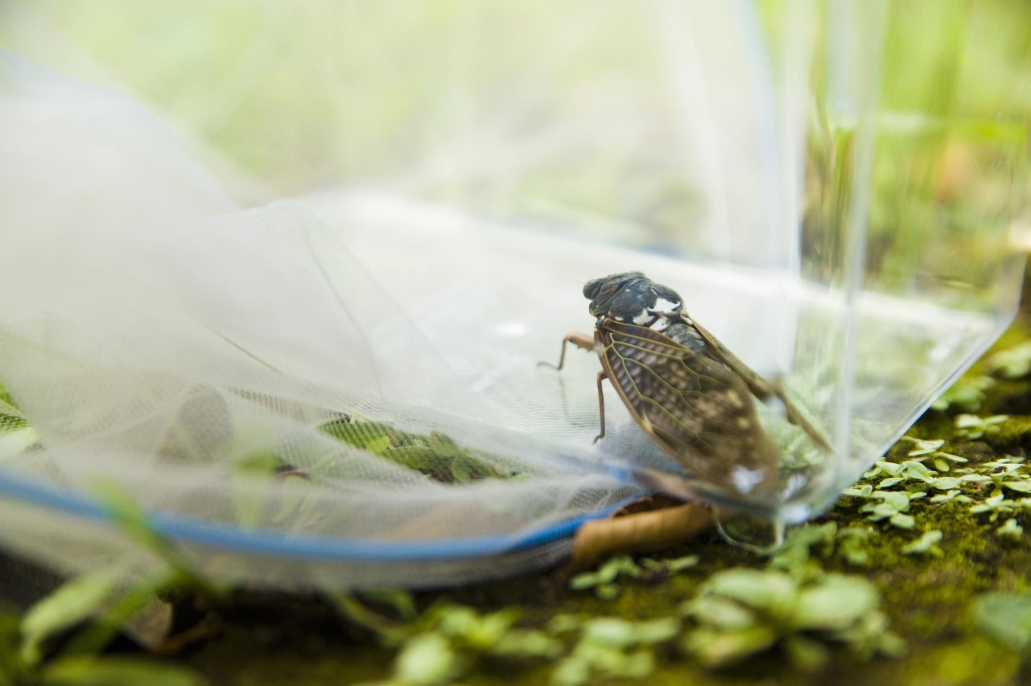 Cicada Damage and Control