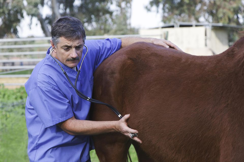 Horse Industry Careers and Jobs