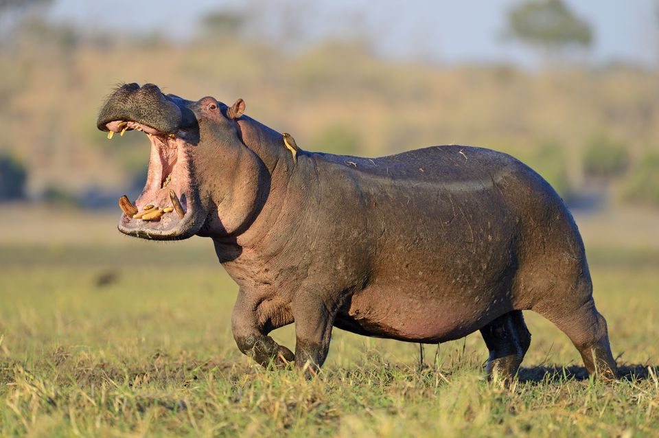 savanna hippo safaris