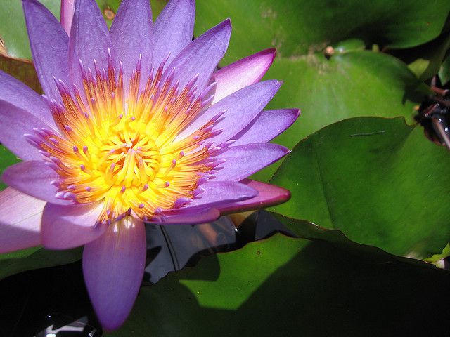 Growing Water Lilies Indoors