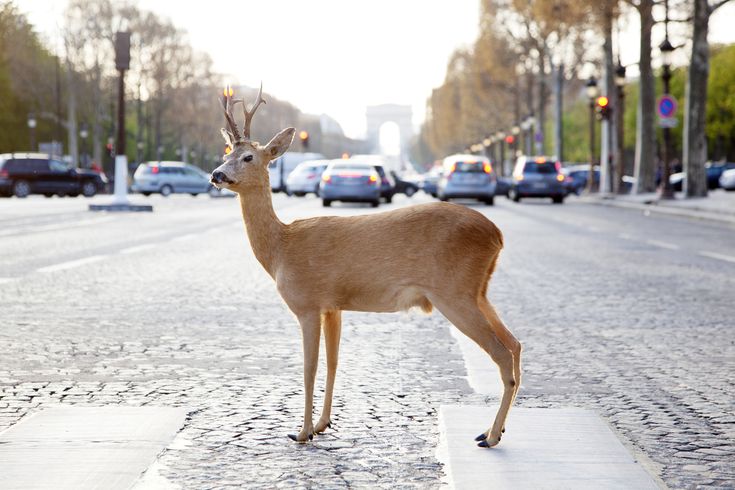 Car Insurance Claims and Deer Accidents