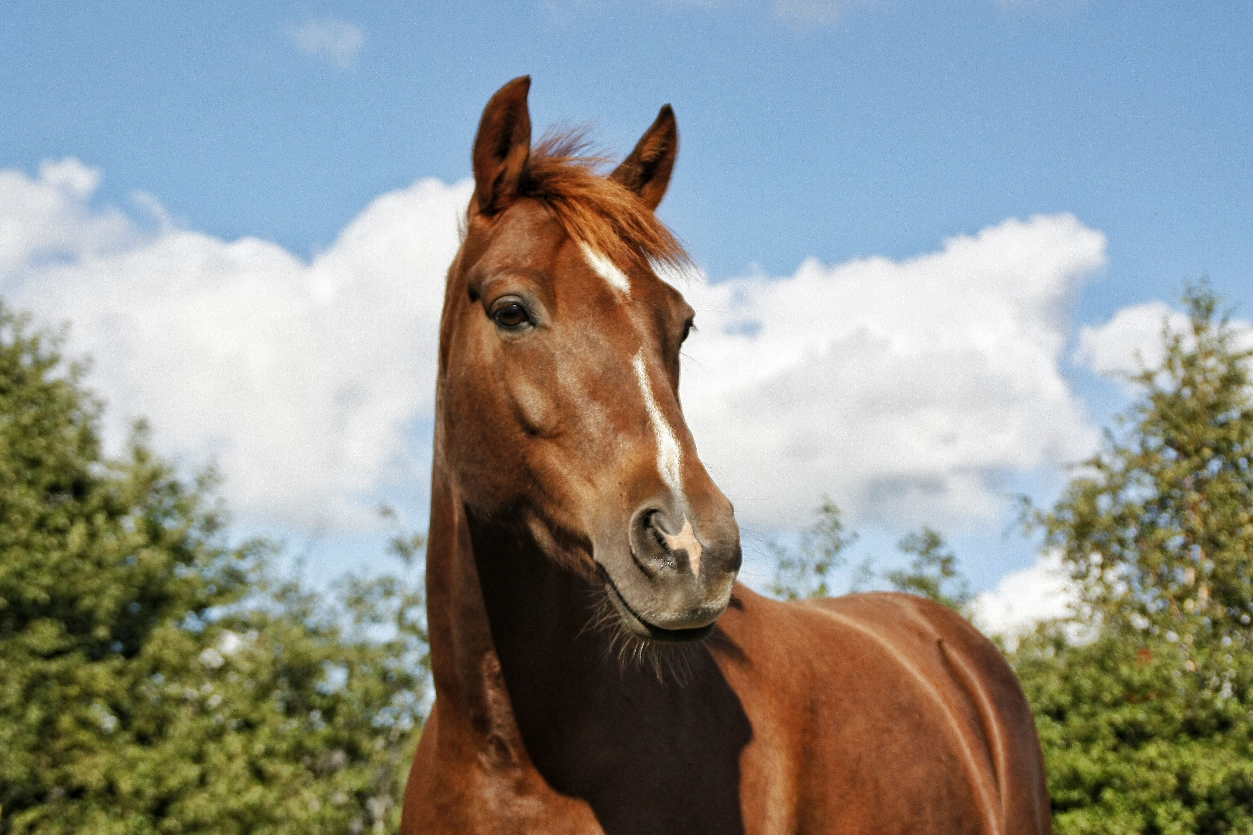 Bringing Your Horse Home The First Days