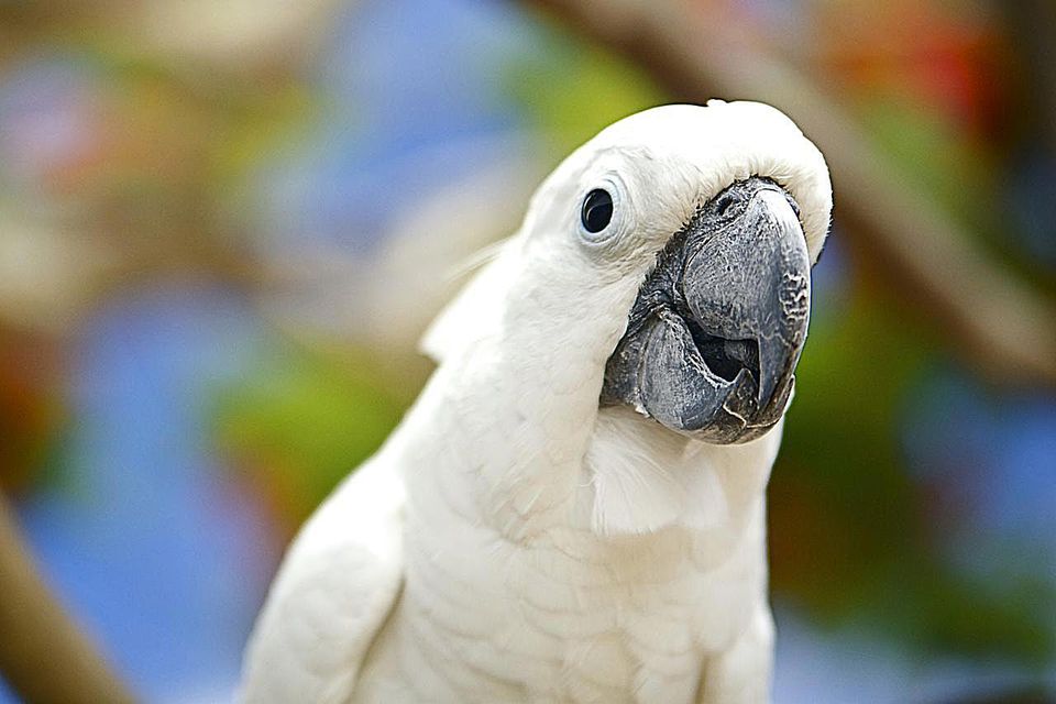 Learn all About Bird Beak Health
