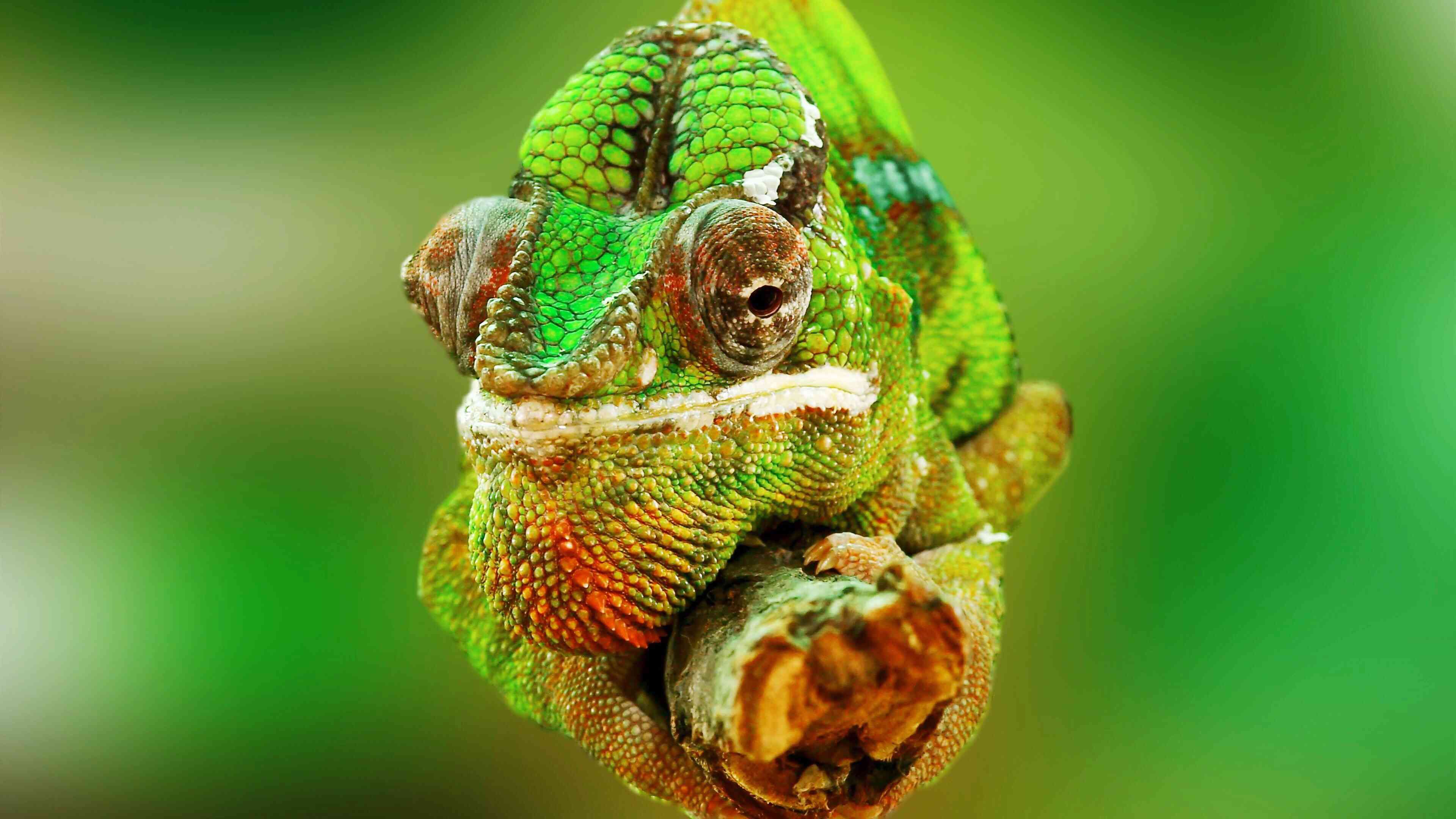 a-guide-to-caring-for-pet-chameleons