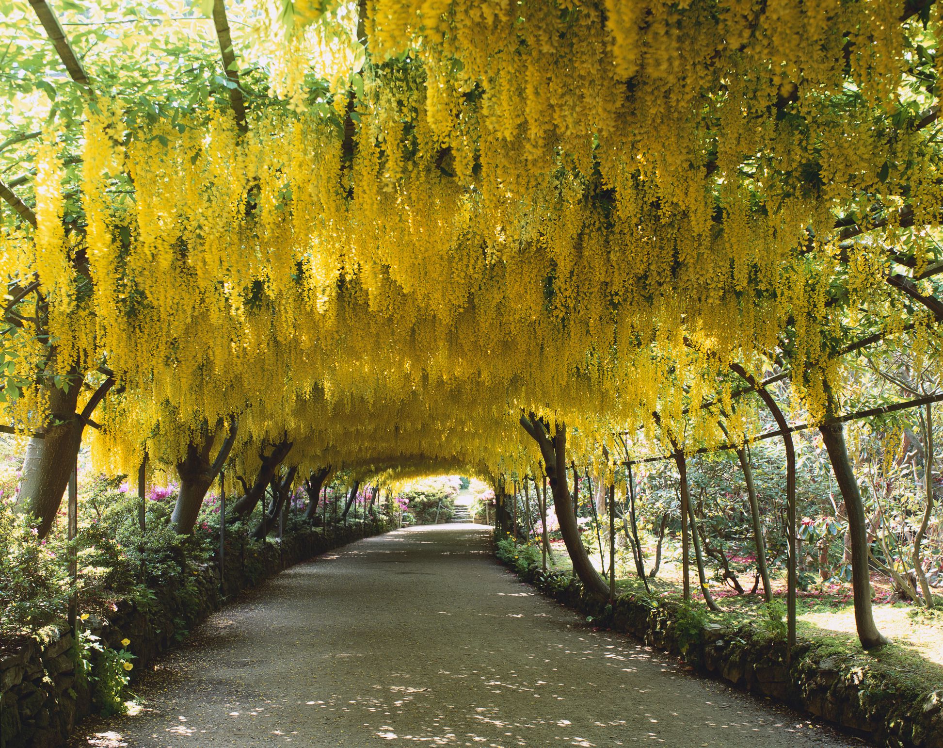 The Best Flowering Trees for Your Landscape