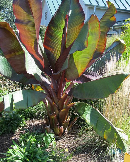 Growing Abyssinian Banana Inside