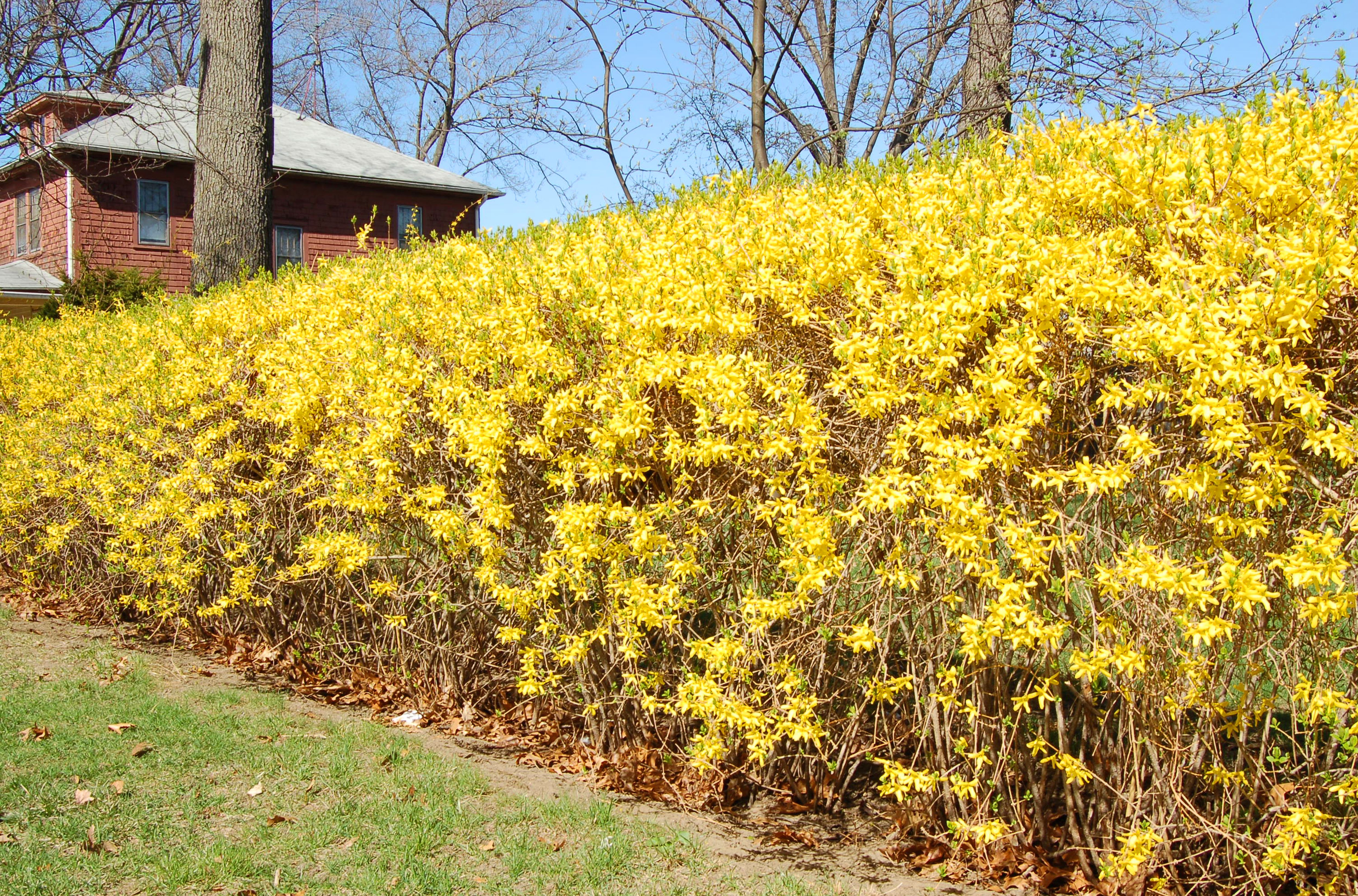 Best Shrubs for Sun With Colorful Flowers