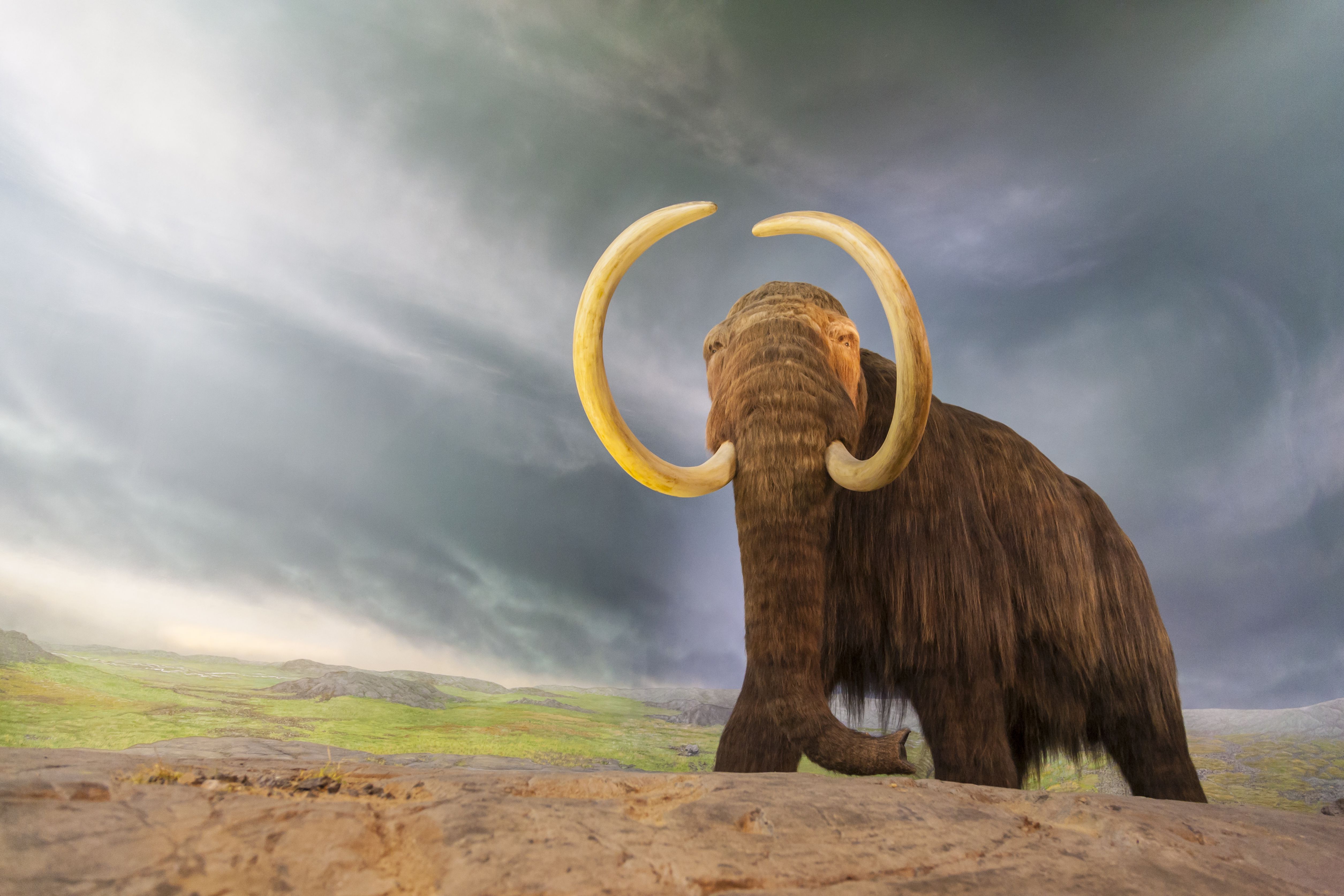 mastodon animal age