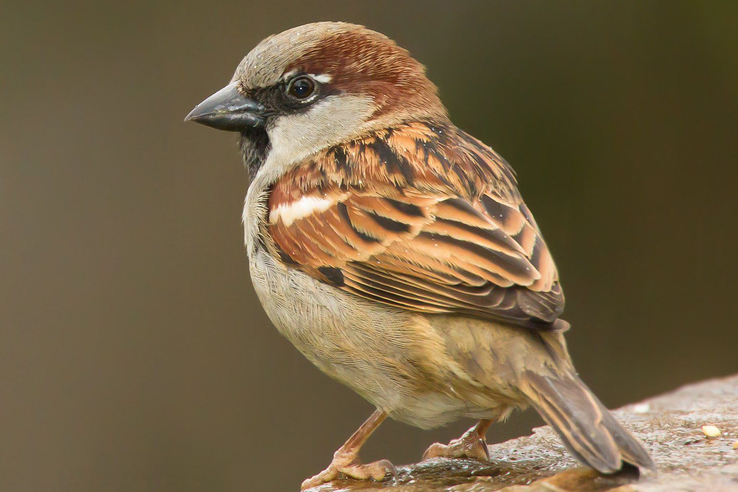 House Sparrow - Passer domesticus